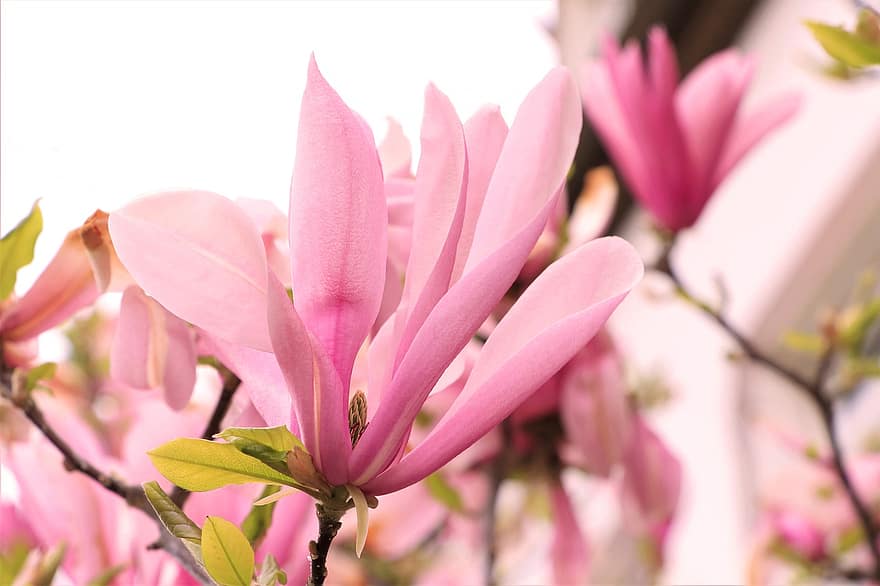bunga-bunga, musim semi, magnolia, berkembang, flora, alam, berwarna merah muda, pertumbuhan, kelopak, botani, merapatkan