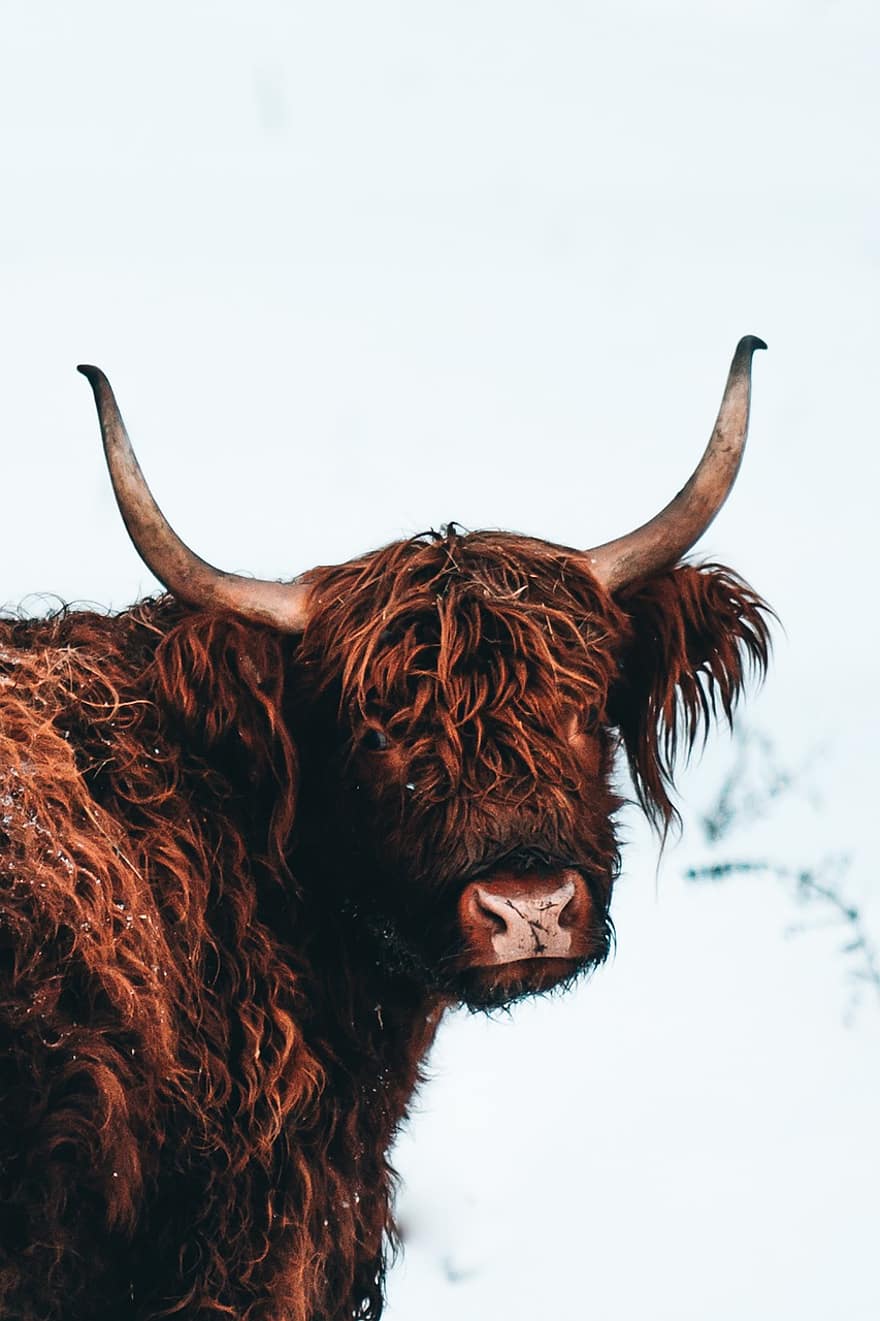 höglands boskap, ko, djur-, boskap, highland ko, däggdjur, natur, vinter-, nötkreatur, bruka, landsbygden scen