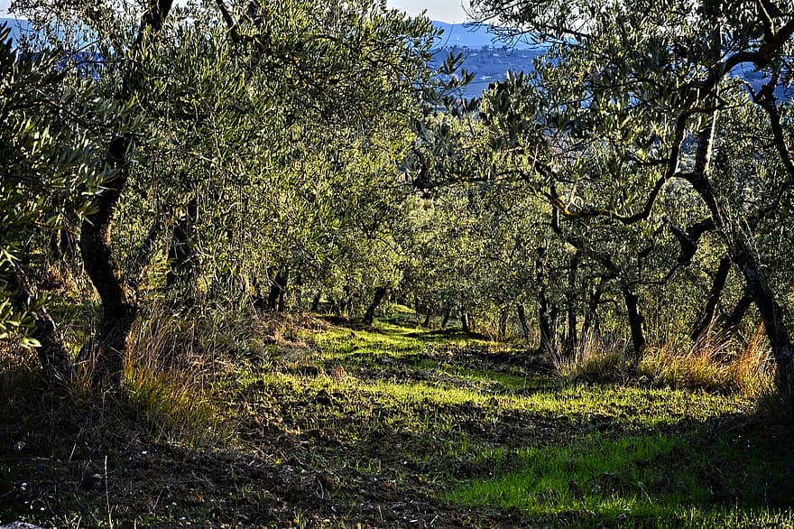 alberi, olive, azienda agricola, piantagione, agricoltura, coltivazione, rurale, campagna, Via Delle Tavarnuzze, Firenze, Toscana