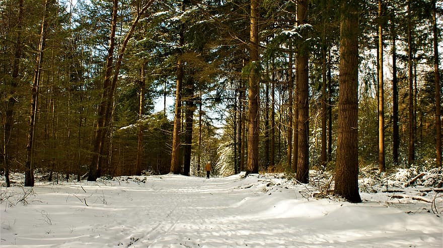 Skov, sti, vinter, sne, person, gå, vandring, trekking, eventyr, sollys, udendørs