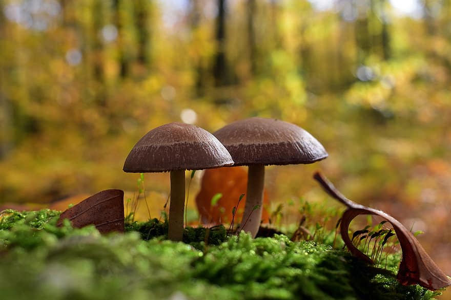 cogumelos, fungo, cogumelo, natureza