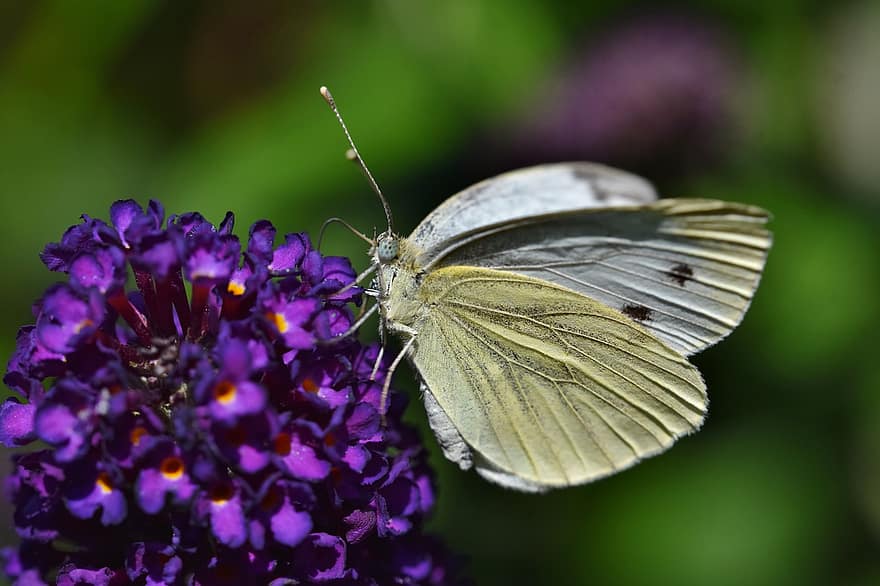 나비, 곤충, 꽃들, 동물, 날개, 나비 날개, 수분, 꽃차례, 식물, 정원, 자연