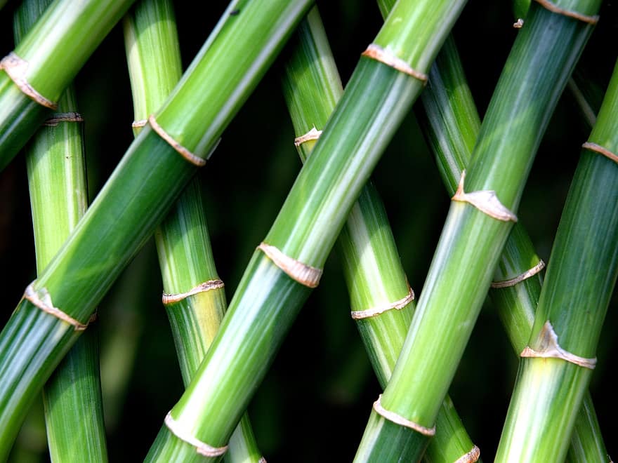 Bambus, Stiele, Pflanze, Chinesischer Zwergbambus, Hecke, Natur, Gemustertes Kreuz, Muster, Textur