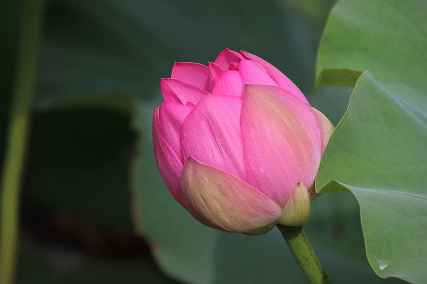 Lotus, Bud, Plant, Water Lily, Flower, Lotus Flower, Aquatic Plant, Flora, Blooming, Blossoming, Nature