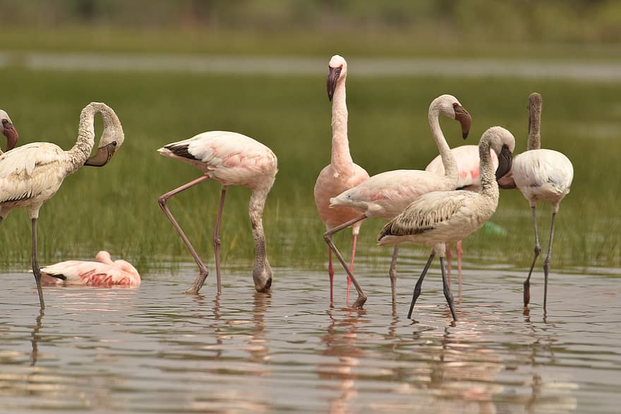 flamingoer, fugler, nebb, fjær, fjærdrakt, avian, fauna, natur, dyreliv