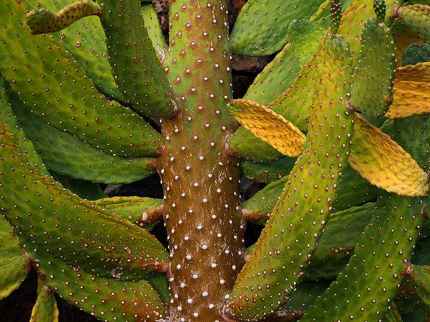 kaktus, Natura, roślina, botanika