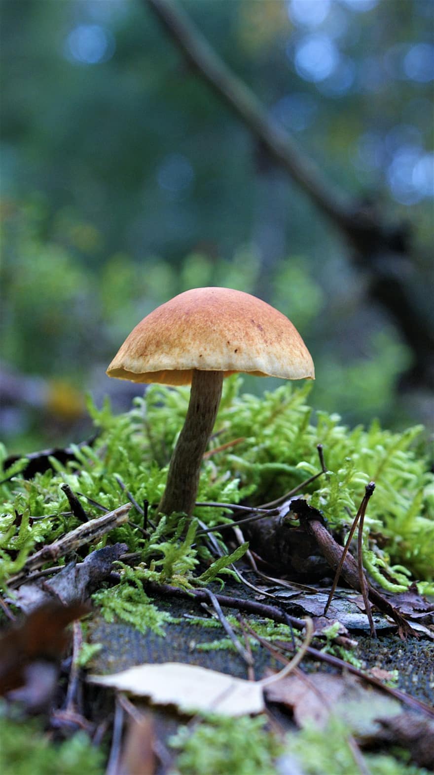Pilz, wilder Pilz, Spore, Schwamm, Fruchtkörper, Pilzscheiben, Pilzarten, Wald, Waldboden, Natur