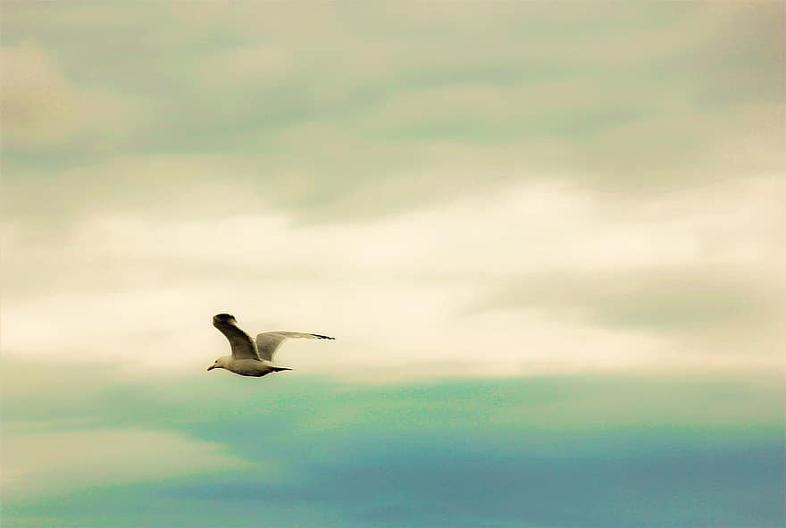 небо, птах, море, чайка, літо, природи, політ, дикої природи, тихо, летить, крила