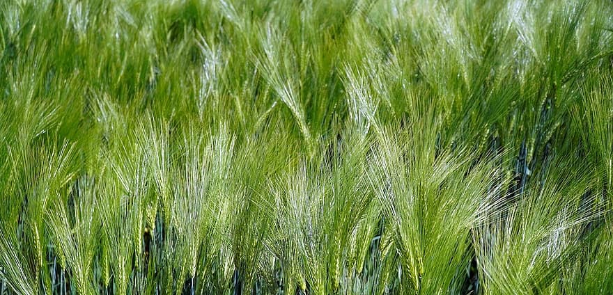 Grain, Stalks, Field, Crops, Spring, Agriculture, grass, plant, green color, backgrounds, meadow