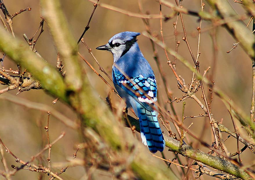 uccello, blue jay, becco, piume, aviaria, albero, ramo, arroccato, natura, all'aperto