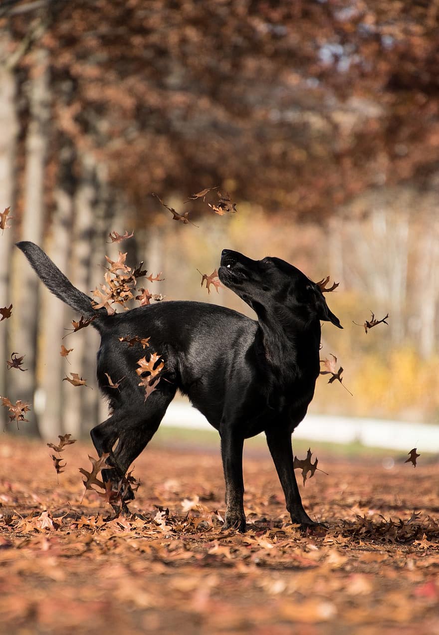 labrador retriever, gos, jugant, a l'aire lliure, Labrador, mascota, gos negre, animal, mamífer, gos domèstic, caní