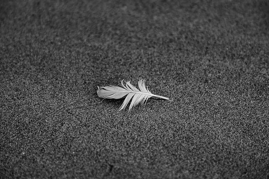 Feather, Bird, Sand, Kudos, Nature, Black