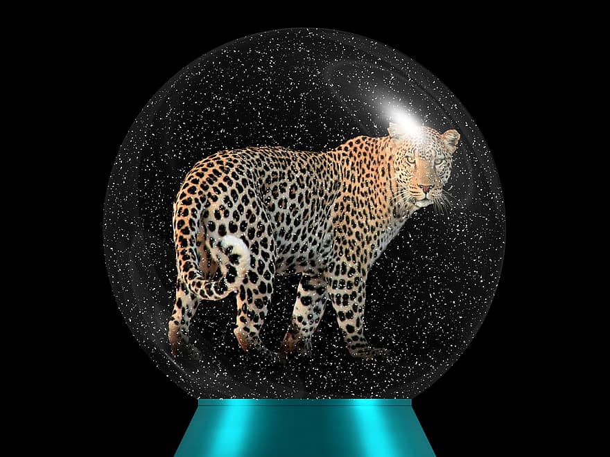 леопард, тваринний світ, великий кіт, хижак, скляна куля, дика кішка, дикий, м'яч, скло