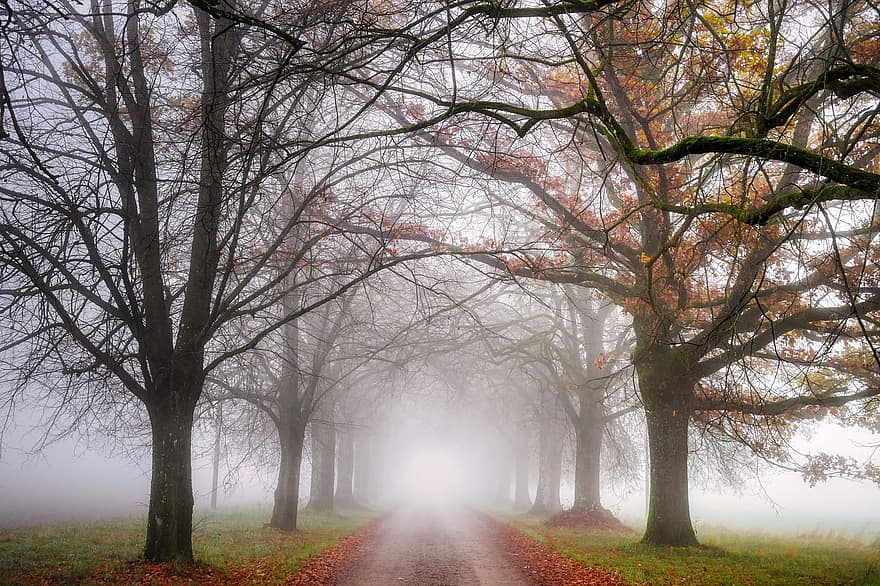brouillard, chemin de terre, des arbres, tomber, chemin, la nature, paysage, campagne