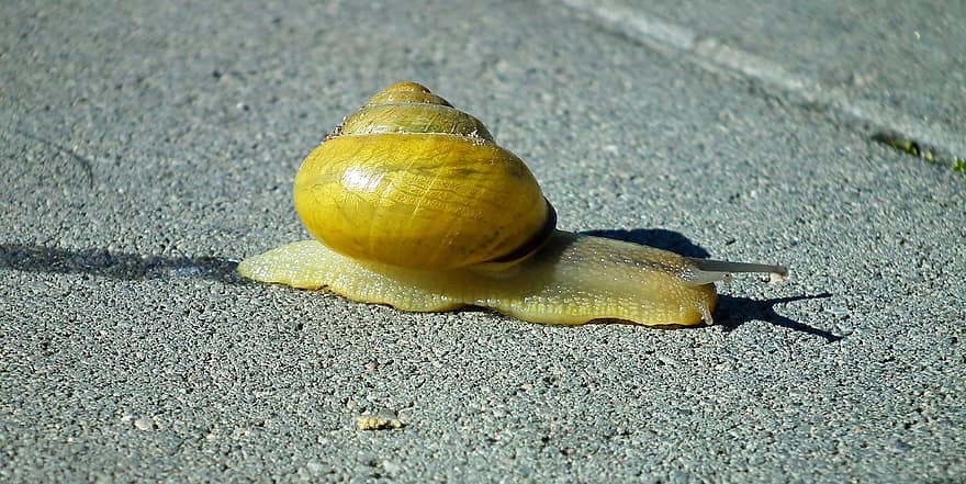 Snail, Shell, Mollusk, Gastropod, Snail Shell, Animal, Animal World, Probe, Mucus, Casing, Crawl