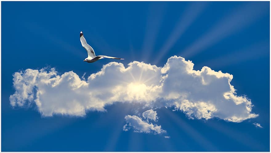 Seagull, Cloud, Flying, Glide, Sunbeam, Penetrate, Rays, Bird, Beautiful, Blue Sky, Clouds Field