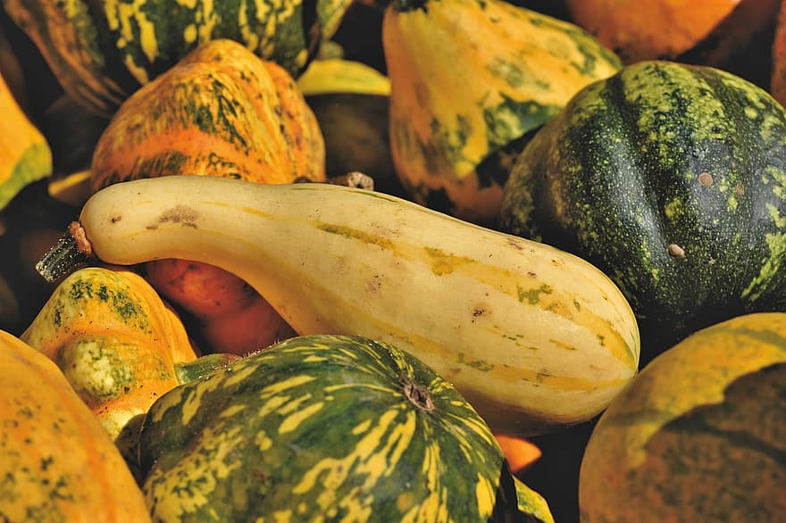 Pumpkins, Squash, Produce, Harvest, Organic, Vegetables, Autumn Season, Autumn Harvest