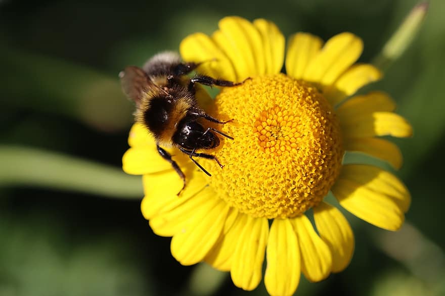 hummel, dzeltens, zieds, bite, raksturs, kukaiņi, makro, pavasarī, zied, mārīte, dzīvnieku