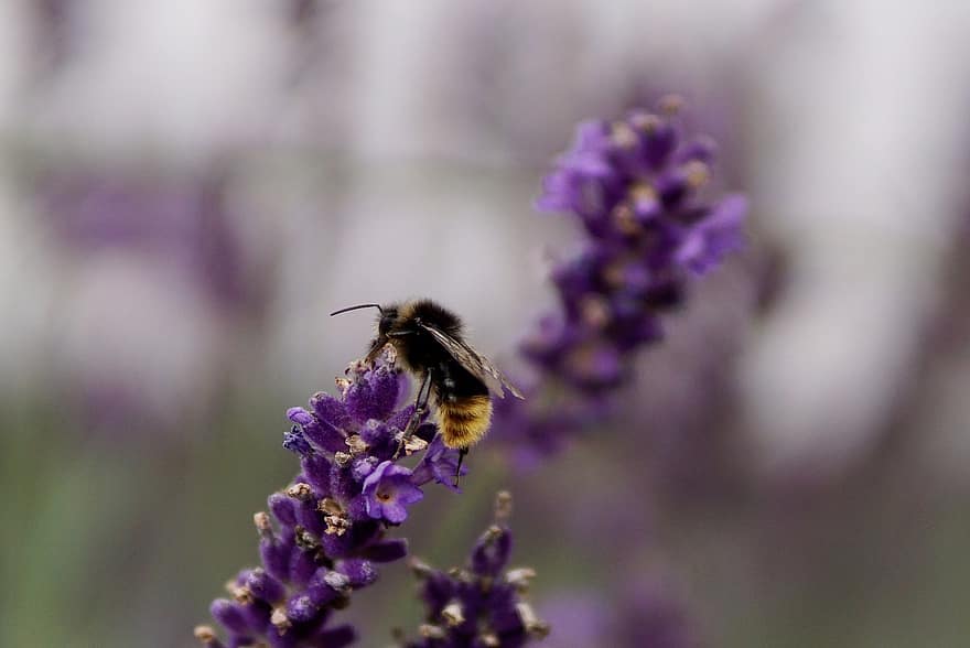 hummel, bi, insekt, makro, pollen, natur, honning, blomstre, flor, nektar, flyvende