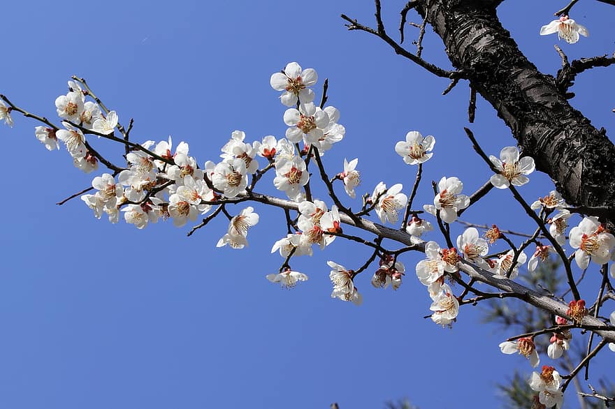 Flowers, Spring, Plum Blossom, Plum Tree, Bloom, Blossom, Botany, Petals, Macro, Growth, Nature