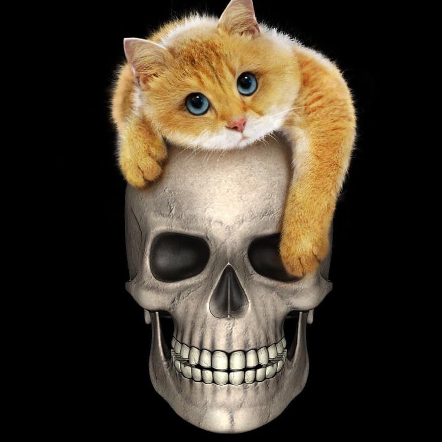 череп, кошка, странный, глупый, скелет, вторник на масляной неделе, пират, маскировать, готика, портрет, открытка