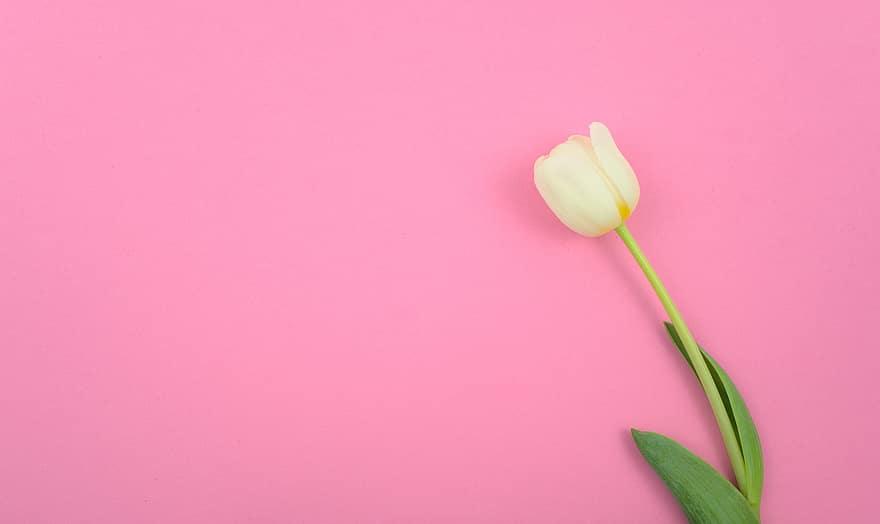 tulipa, flor, fundo, copie o espaço, Rosa, tulipa branca, Primavera, beleza, pastel, mínimo, colocação plana
