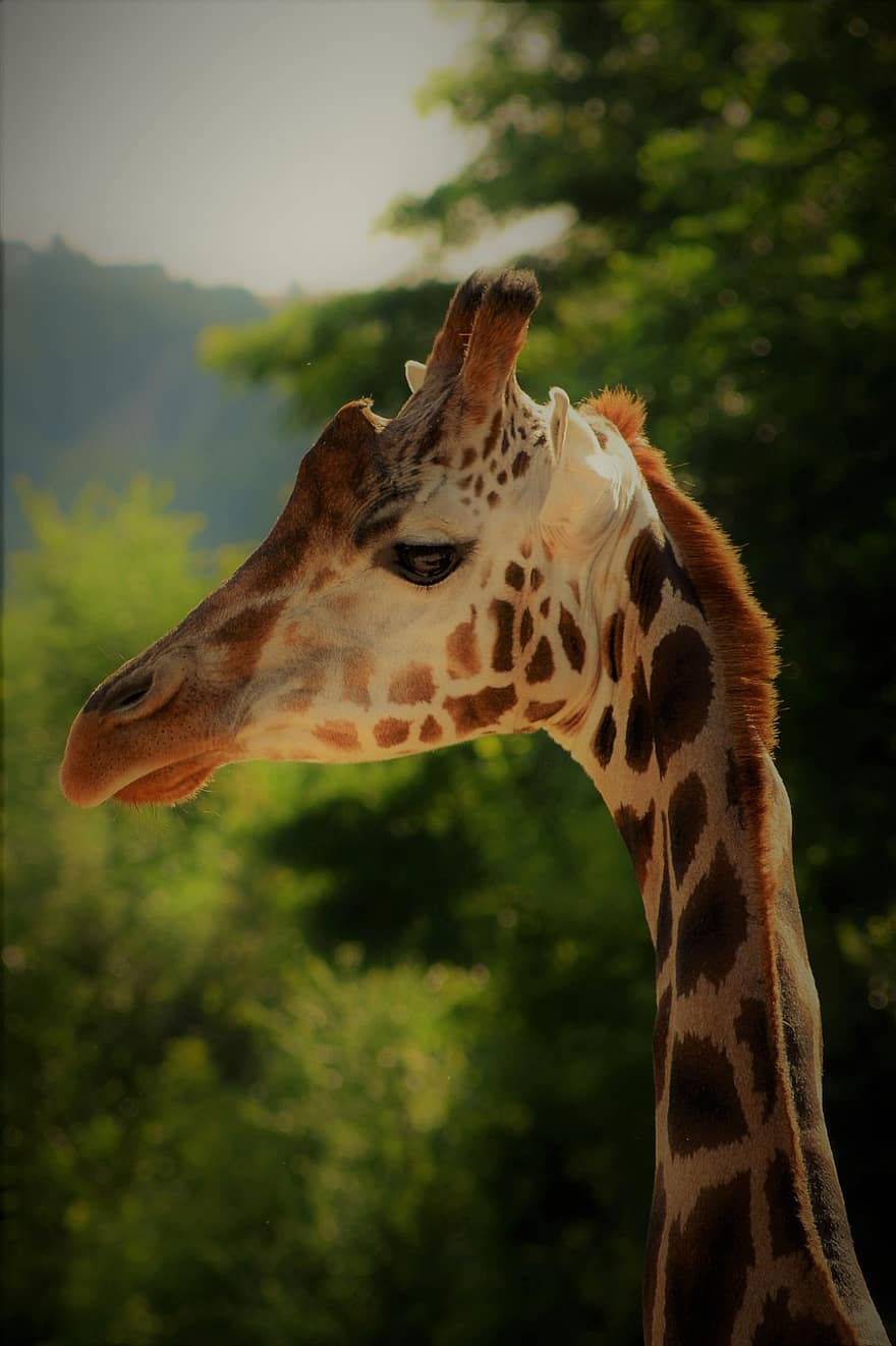 Giraffe, Safari, Tier, Säugetier, Afrika, Tierporträt, Natur, wildes Tier, Kopf, lustig, Wildnis
