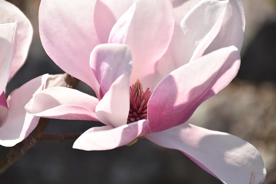 sydlige magnolia, blomst, plante, kronblade, Loblolly Magnolia, flor, blomstre, have, natur, tæt på