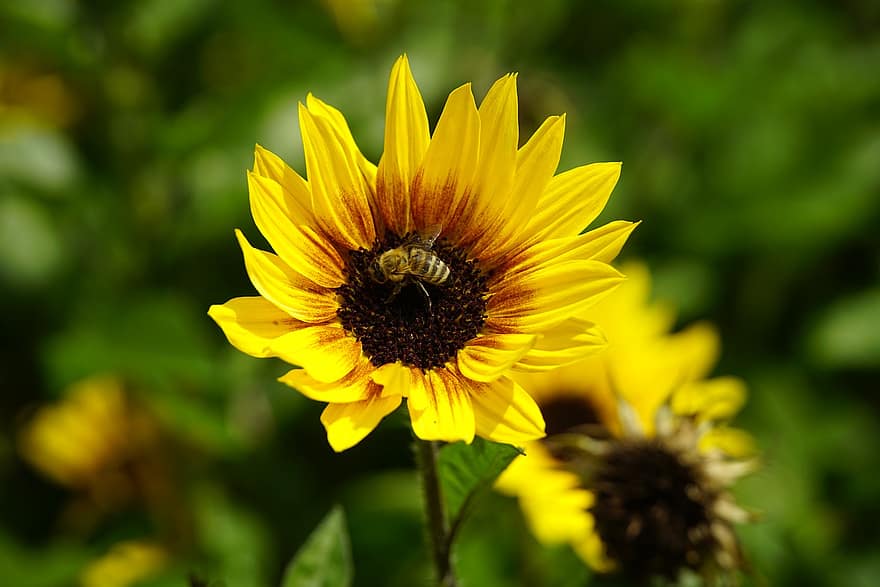 bunga matahari, lebah, penyerbukan, serangga, ilmu serangga, asteracea, kuning, musim panas, menanam, bunga, merapatkan