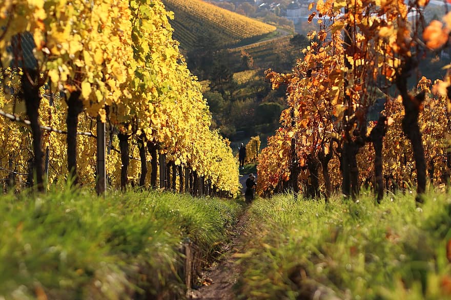 viñedo, vides, otoño, camino, viticultura, plantación, sendero, campo, paisaje, rural, Stuttgart