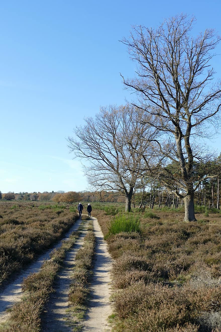 hiking, jalan, pohon, bidang, rumput, padang rumput, horison, alam, musim gugur, Heide