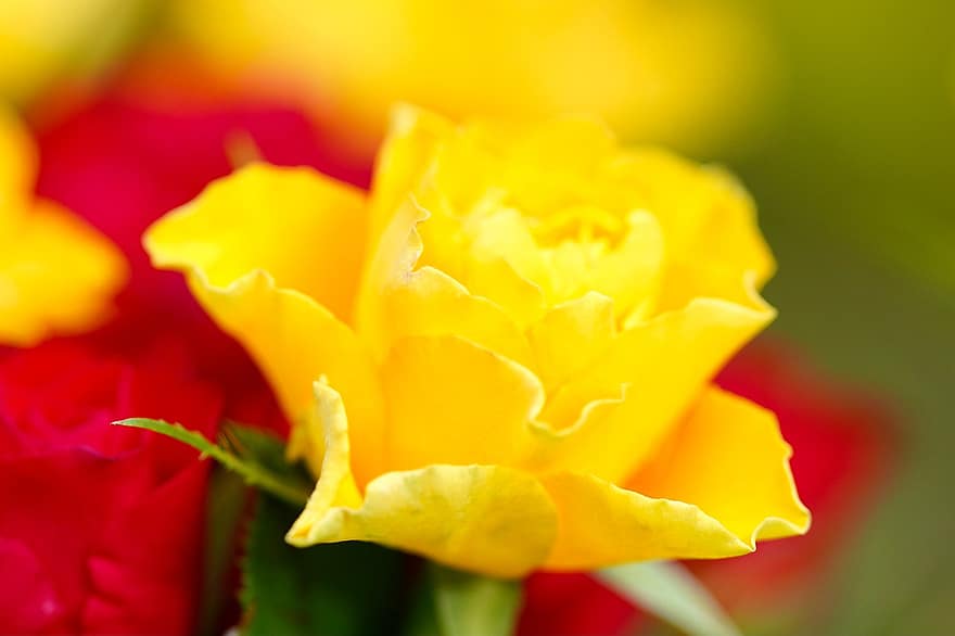 rose, gul rose, blomst, gul blomst, gule kronblader, petals, blomstre, flora, floriculture, hagebruk, botanikk