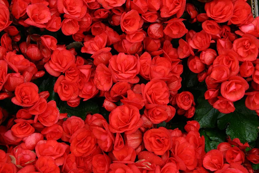 Роза, цветы, растения, Красная роза, красные цветы, лепестки, цветение, природа
