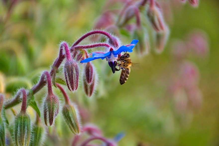 受粉、蜂、フラワーズ、芽、花つぼみ、開花植物、花粉媒介者、昆虫、庭園