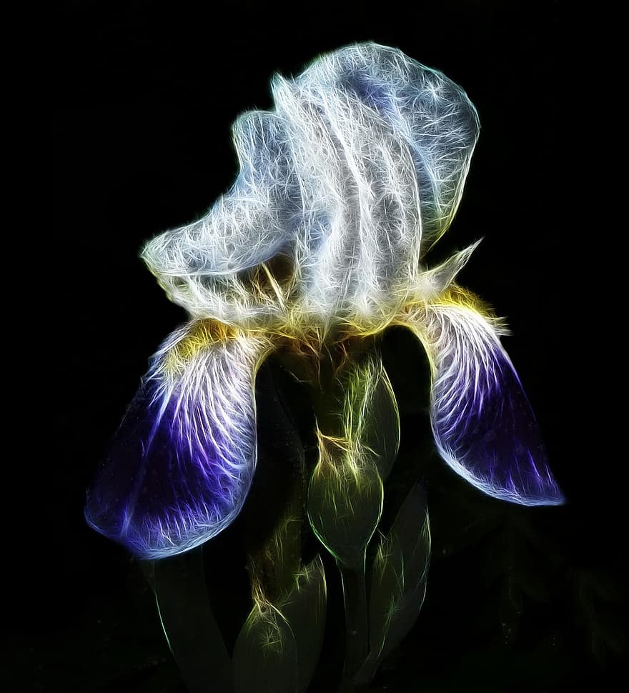 fractalius, iris, høj skæg iris, natur, blomst, hvid, blå, tæt på, blomstre, flor