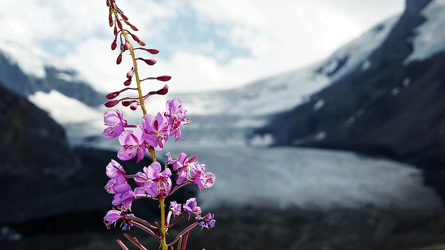 Hồng, những bông hoa, sông băng, Thiên nhiên