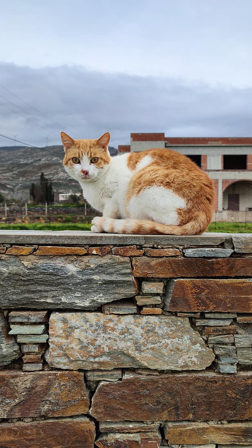 katė, naminių gyvūnėlių, gyvūnas, vidaus, akmuo, sienos, kačių, katytė, kačiukas, naminė katė, augintiniai