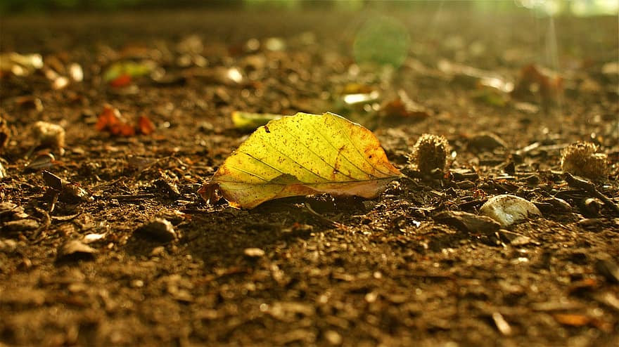 ブナの葉、葉、接地、林床、自然、秋、日光、日の出
