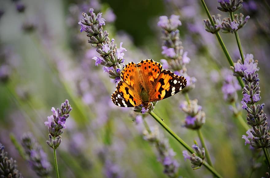 distel vlinder, vlinder, lavendel, zomer, bloemen, flora, fauna, bloem, detailopname, insect, multi gekleurd