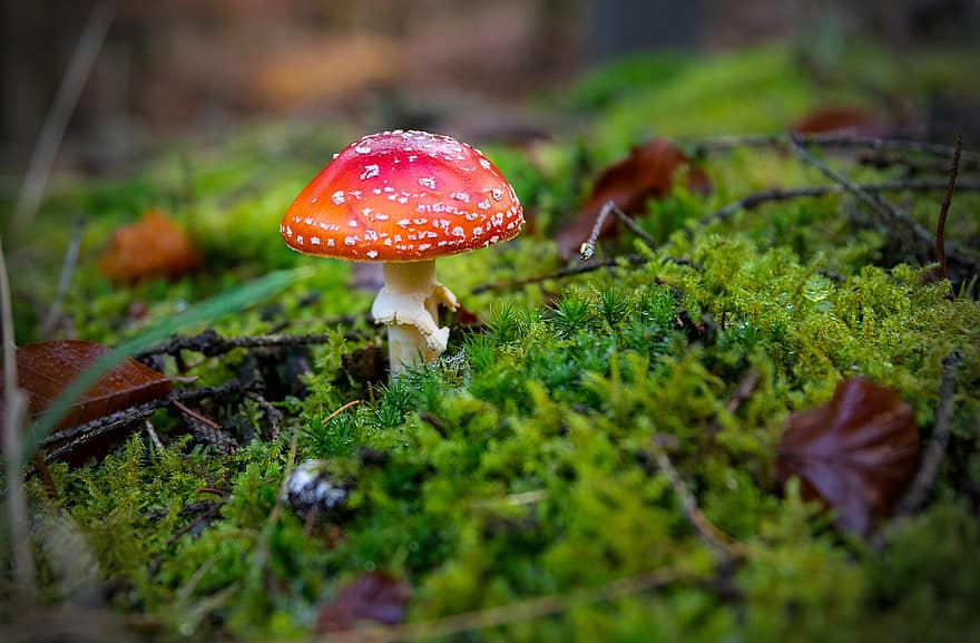Nature, Mushroom, Toadstool, Fungus, Mycology, close-up, forest, autumn, fly agaric mushroom, green color, plant