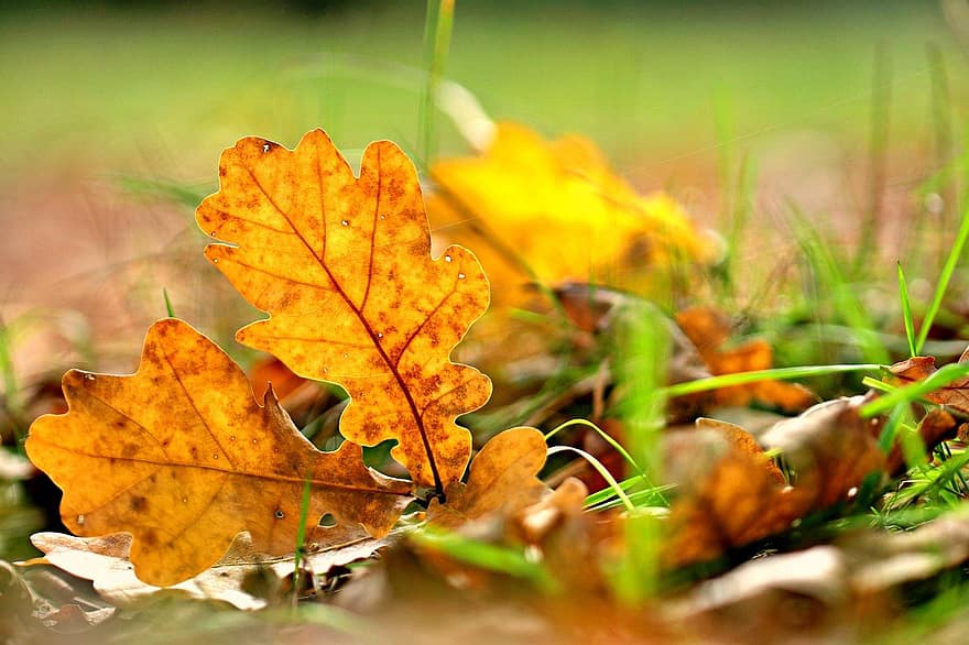 löv, botanik, höst, blad, gul, säsong, närbild, skog, oktober, multi färgad, bakgrunder