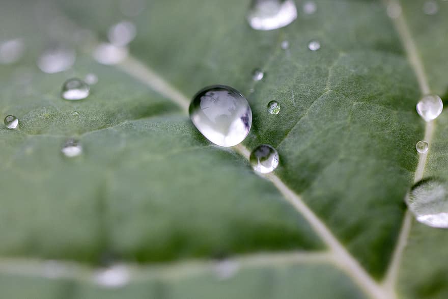 비, 액, 잎, 빗방울, 이파리, 녹색, 젖은, 물, 거품, 명확한, 이슬