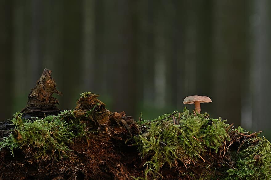 гриб, мох, лес, грибок, корень, деревянный пол, природа, осень, завод, крупный план, время года