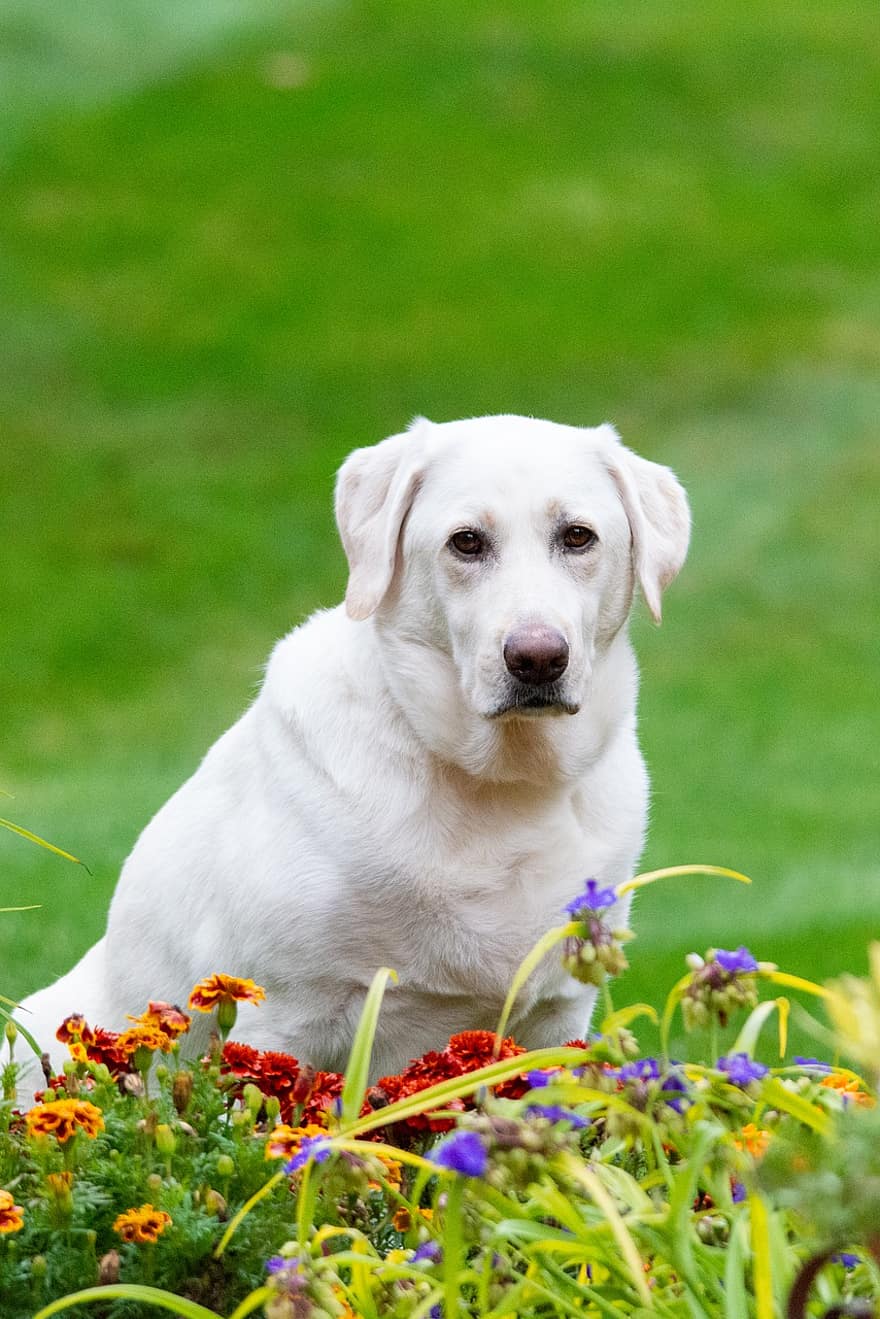 Лабрадор ретривер, собака, домашнее животное, лабрадор, белый лабрадор, животное, домашняя собака, собачий, млекопитающее, милый, цветы