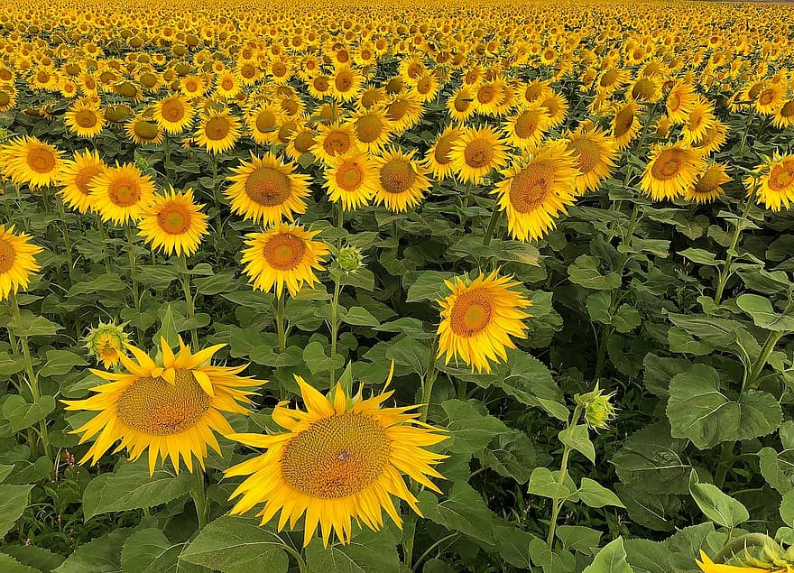 слънчоглед, поле, цвете, жълт, природа, селско стопанство, лято, тапети, снимка на работния плот