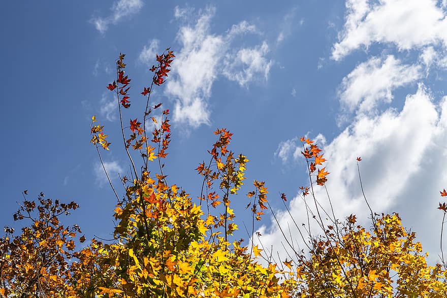 otoño, hojas, follaje, cielo, naturaleza, defoliación