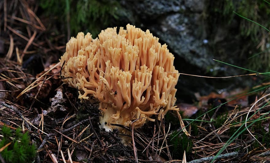 гриб, дикий гриб, рамарія, грибок, Гриб пальчик, осінь