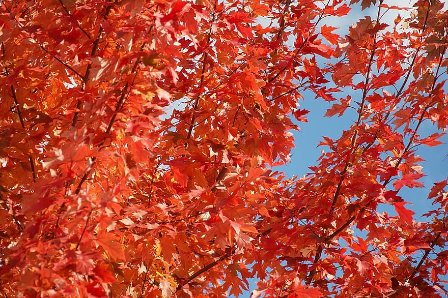 есен, листа, шума, есенни листа, есенна листа, есенния сезон, попадат зеленина, листо, жълт, сезон, дърво