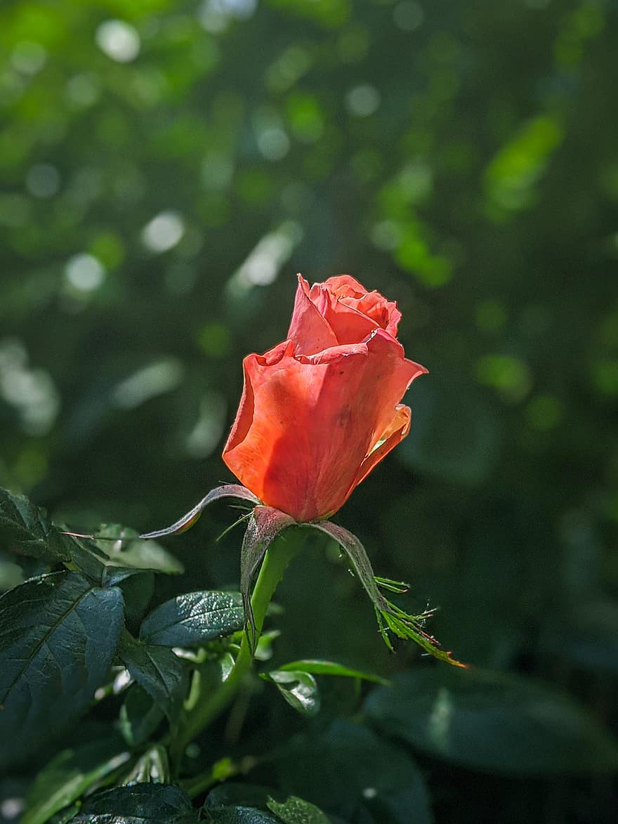 роза, цвете, цвят, обичам, растение, природа, червен, романтичен, градина, зелен, дърво