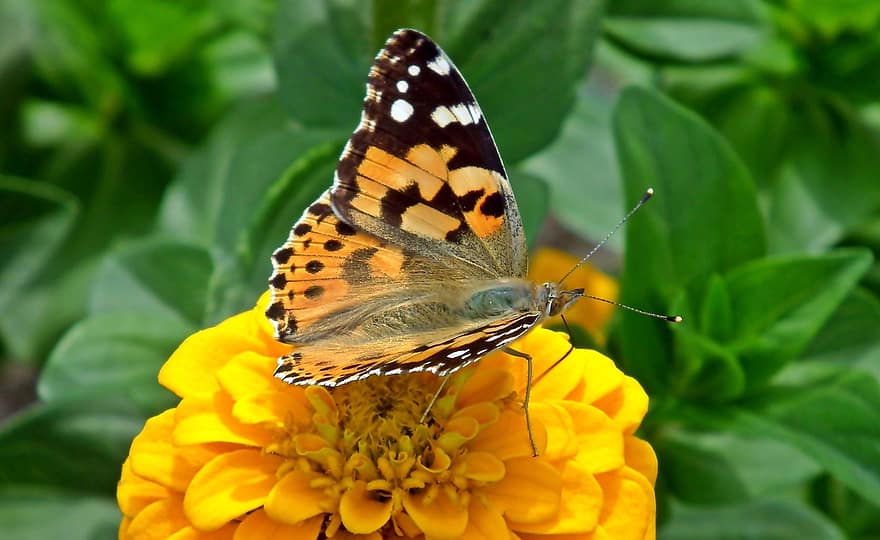 jiřina, motýl, opylování, Příroda, květ, žlutý květ
